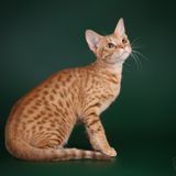 SE*HormuzOcicats Cinnamon Oci o24